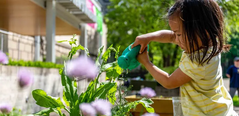 young girl in yellow shirt with watering can watering an outdoor garden