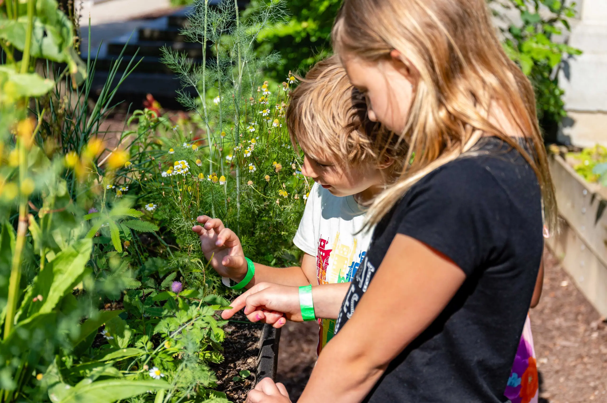 Two children examining a plant growing in a garden bed.
