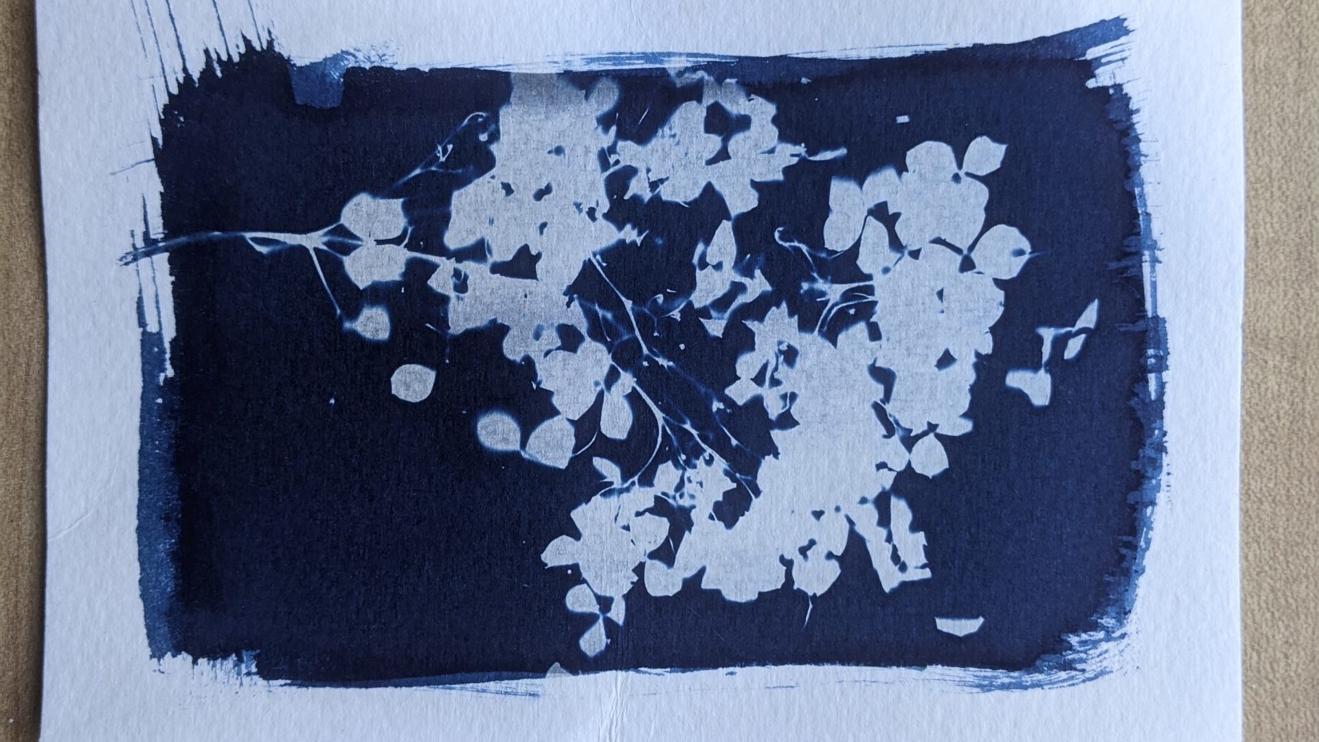 A piece of paper with a blue background and a white image of the outline of a plant