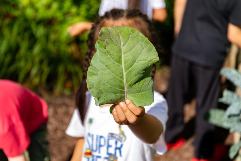 A small child holding a large leaf of kale in front of her face while standing in the garden.