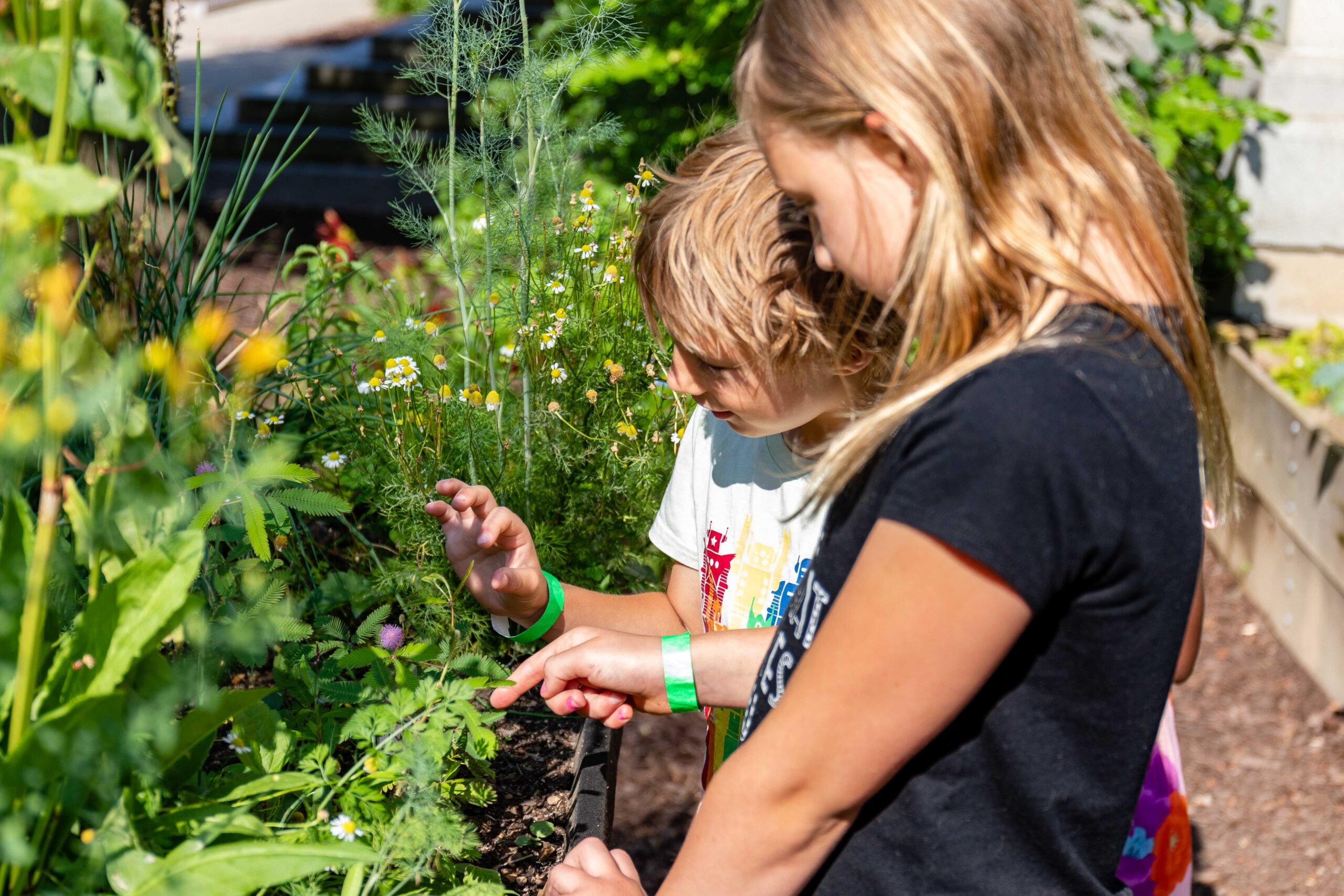 Two children examining a plant growing in a garden bed.